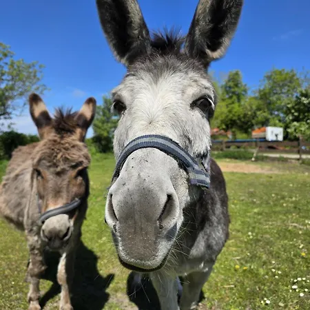 Ferienbauernhof Kruse Landleben *